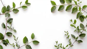 Green leaves arranged in a circle on a white background photo