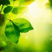 green leaves on a sunny day photo