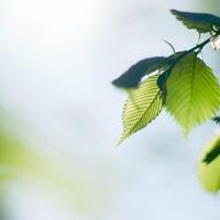 a close up of a tree with green leaves photo