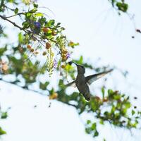a hummingbird flying through the air with flowers on the tree photo