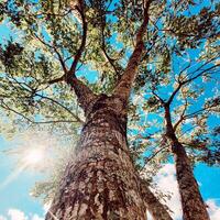 a tree with the sun shining through it photo