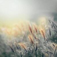 a field of grass with sunlight shining through it photo