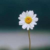 a single white daisy is standing in front of a blurry background photo
