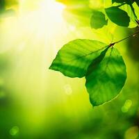 green leaves in the sunlight with sunlight photo