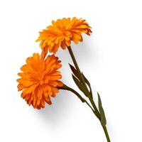 two orange flowers are on a white background photo