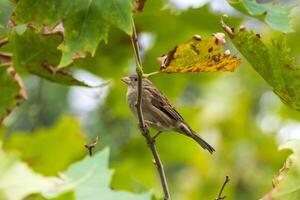 A small bird is perched on a branch of a tree photo