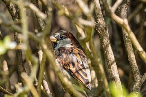 A small bird sitting in the branches of a tree photo