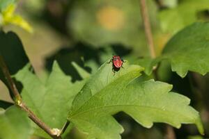 A red bug on a leaf photo