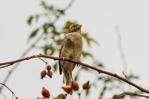 A bird sitting on a branch with berries on it photo