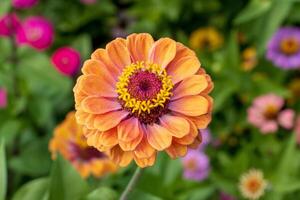 A close up of a flower with many different colors photo