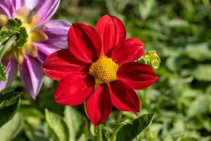 A red flower with a yellow center is in the middle of a field photo