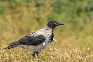 A crow standing in a field of grass photo