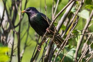 A bird is perched on a tree branch in the woods photo