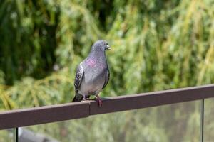 A pigeon is sitting on a railing with a green background photo