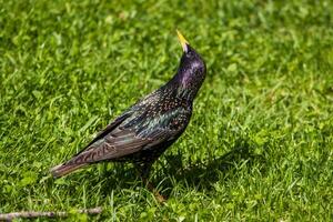 A bird standing on a grassy field with its beak open photo