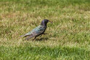 A bird with a worm in its beak standing in the grass photo