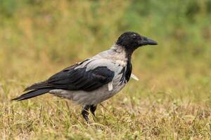 A crow standing in a field with grass and a blurry background photo