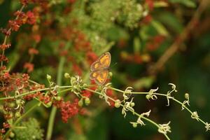 Gatekeeper Perching 2 photo