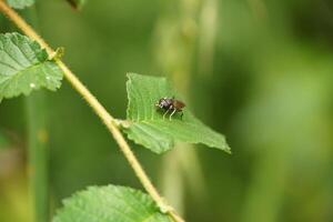 Thick-Legged Hoverfly Perching photo
