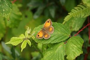 Gatekeeper Perching on a Leaf photo