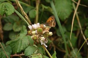 Feeding Gatekeeper Butterfly photo