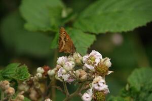 Feeding Gatekeeper 2 photo