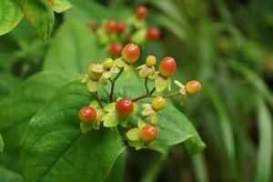 Tutsan Berries on a Tree photo
