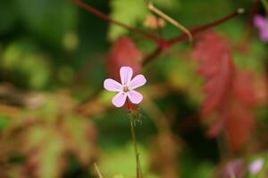 Herb Robert in Bloom photo