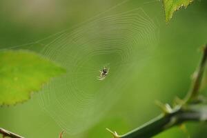Garden Orb Weaver on a Web photo
