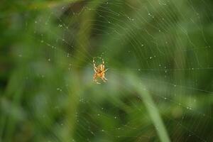 Garden Orb Weaver on a Web 2 photo