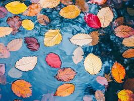 Autumn Leaves Floating on a Blue Water Surface photo