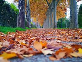 Fallen Leaves on a Path Through Autumn Trees photo