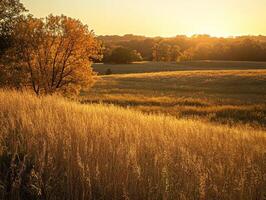 Golden Grass Field at Sunset with Autumn Trees photo