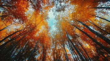 A Low-Angle View of Golden Autumn Trees in a Forest photo