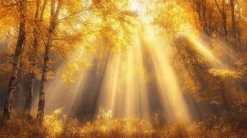 Sunbeams Filtering Through Golden Autumn Forest photo