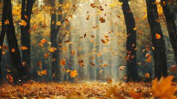 Autumn Leaves Falling Through the Air in a Forest photo