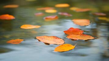 Autumn Leaves Floating in a Stream photo
