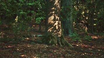 A tree in the middle of a wooded area video