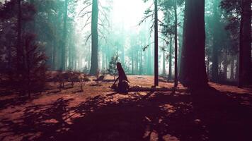 Majestic Sequoia Forest With Towering Trees video
