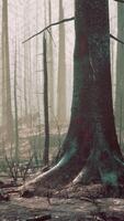 A forest filled with lots of tall trees video