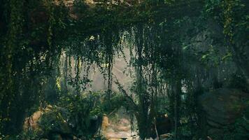 Stream Flowing Through Forest video