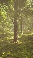 A forest filled with lots of green trees video