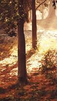 The sun shines through the trees in the forest video
