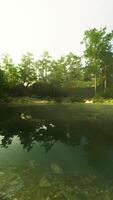 A lake surrounded by trees in the middle of a forest video