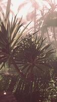 A palm tree in the middle of a forest video