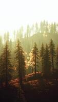 The sun shines through the trees in the mountains video