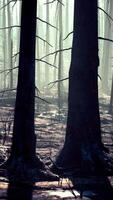 A forest filled with lots of tall trees video