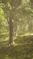 The sun shines through the trees in the forest video