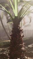 un palma árbol en el medio de un brumoso bosque video