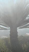 A palm tree in a foggy forest video